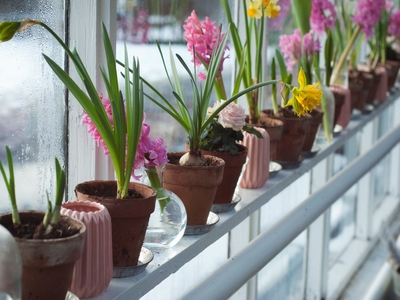 Clay pots for growing indoor plants