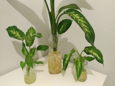 Dumb cane plant that grows in water