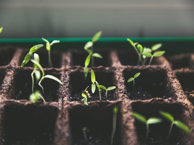 Germination process of plants