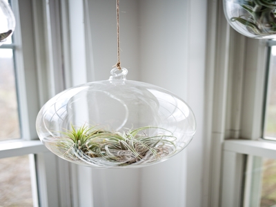 Hanging bowls gardening