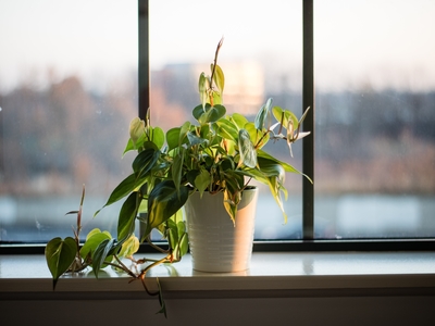 Planters by the windows sill