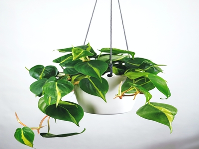 Philodendron hanging indoor plants