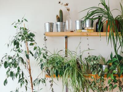 Indoor Plants on a shelf