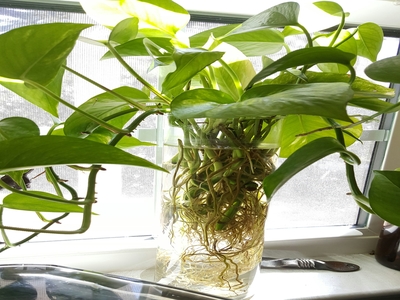 Pothos plant that grows in water