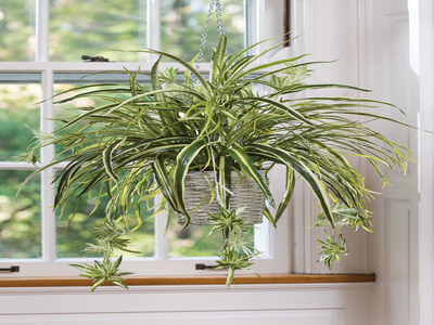 Spider Plant