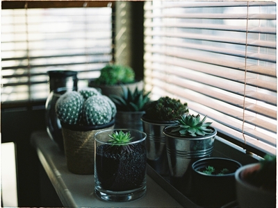 Use individual pots for the indoor mini herb garden plants