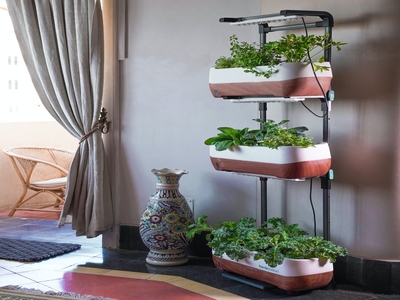 Vertical Gardening