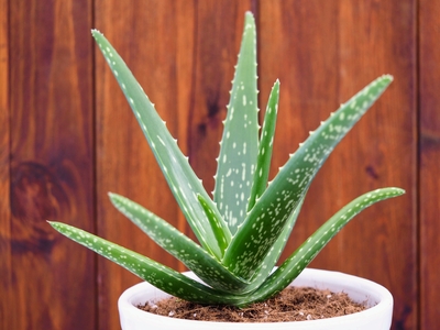 Aloe Vera Indoor Plant