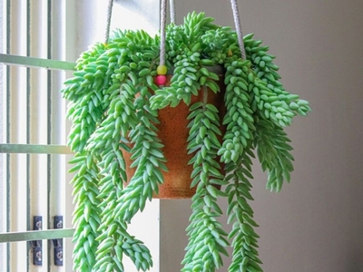 Donkey's tail plant