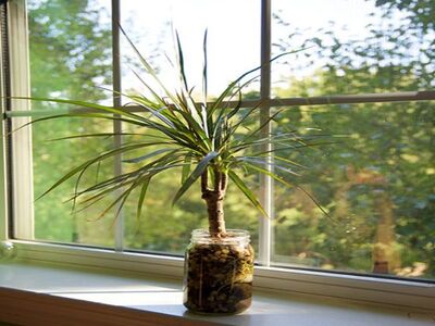 Dracaena plant