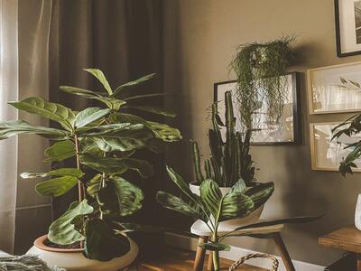 Indoor plant arranged on a corner