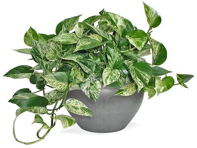 Marble queen pathos