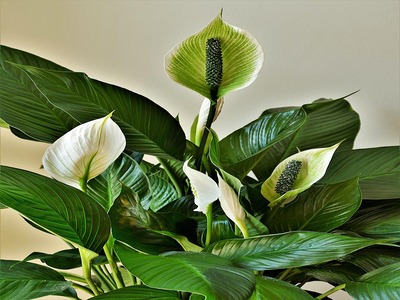 Peace lilies