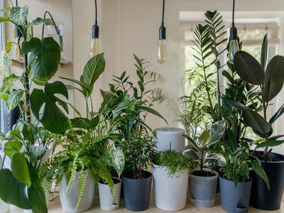 Plants on a bench or cart