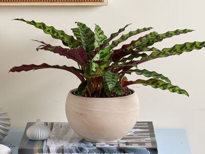 Rattle snake indoor plant