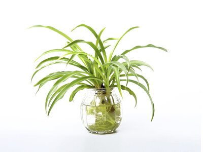 Spider plant in water