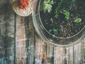 Add soil to the terrarium