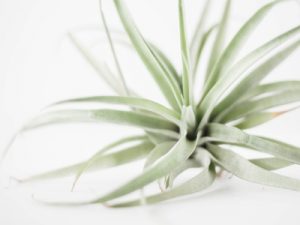 Air plant in terrarium