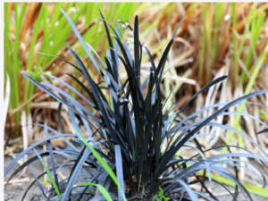 Black mondo grass in terrariums