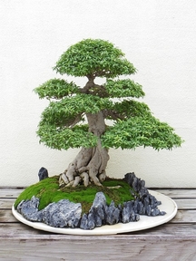 Create zen garden indoor - feel the peace