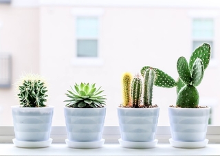 Grow Succulents indoor as best decoration