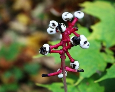 Halloween Creepy Plant Actaea Pachypoda