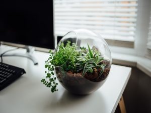 How to create a terrarium to decorate your home
