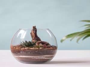 Open Terrarium plant