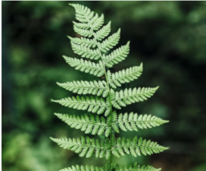 Variegated Spider fern