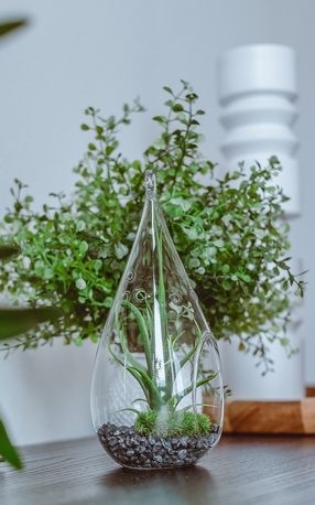 The best tips for creating terrariums