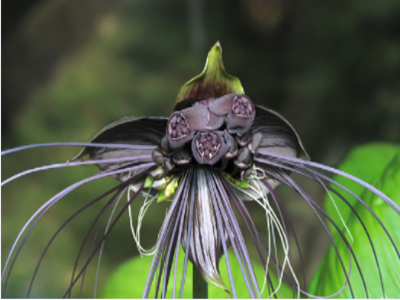 bat flower