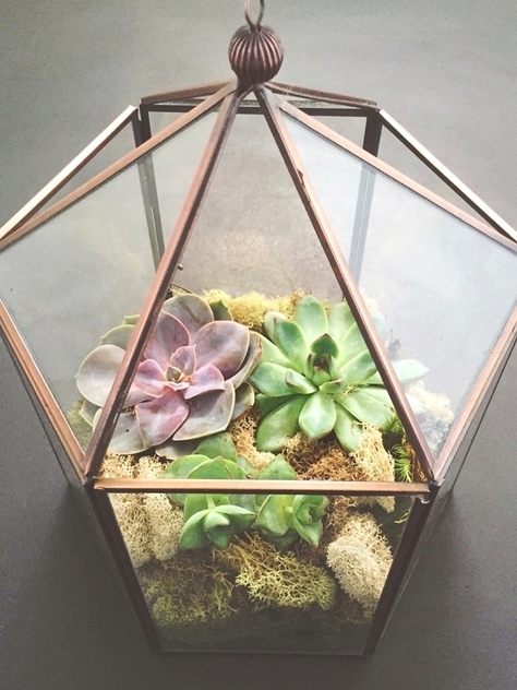 terrarium plants