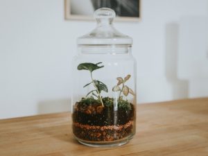 closed terrarium plant