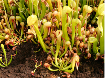 creepy plant cobra plant