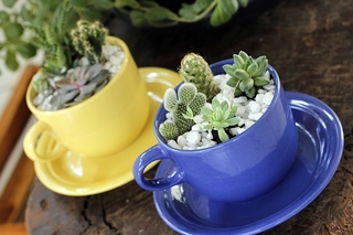 create a mug garden to decorate your small office