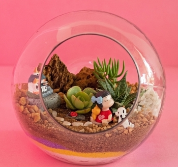 how to take care of your plants in terrarium