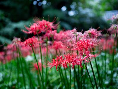 red spider lily