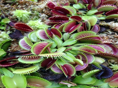 Venus fly trap