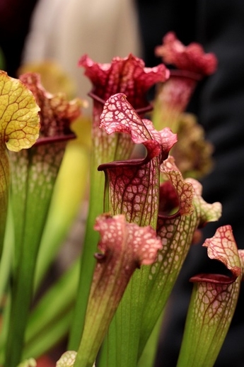 Best Halloween natural creepy plant Sarracenia