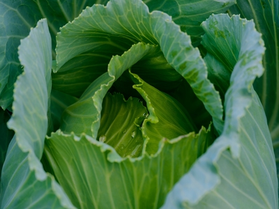 Best Preservation vegetable choice - Cabbages