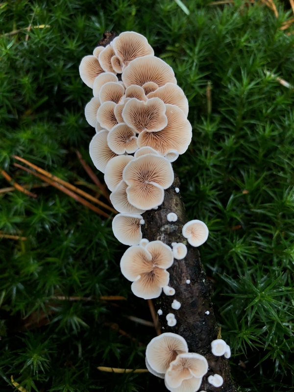How to grow mushrooms tips & tricks