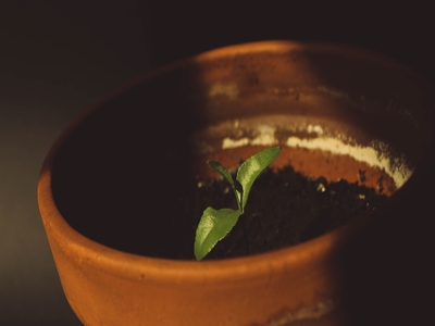 Grow blueberries in pots