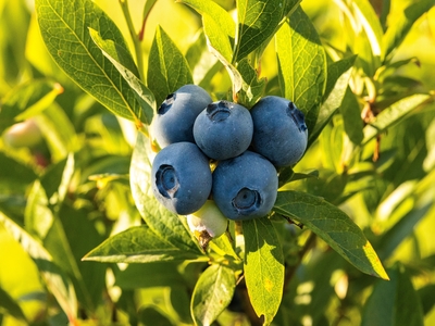 Offer enough sunlight to the blueberries