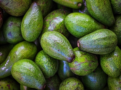 detailed steps on how to grow avocados 