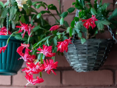 Christmas cactus