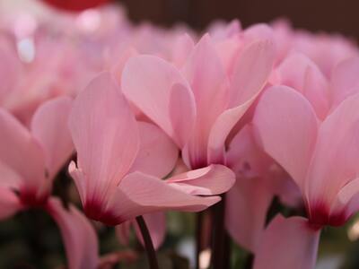 Cyclamen