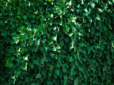 English ivy