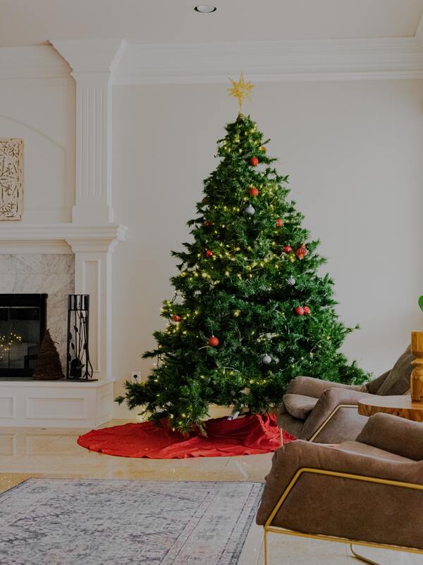 Decorate Your House with Most Popular Christmas Plants