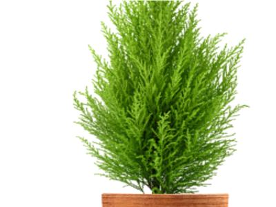 Lemon cypress