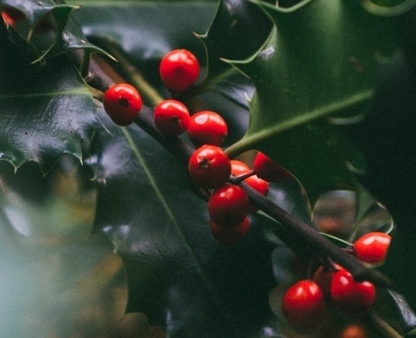 Mistletoe - one of the popular plants used to decorate your house at Christmas